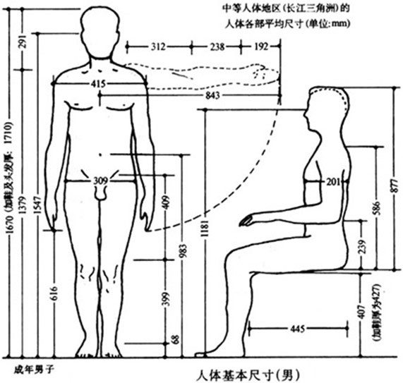 人体基本尺寸