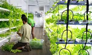 集装箱农场里种有机蔬菜在美国兴起